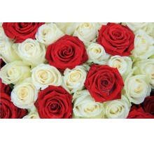 Упаковочная Бумага (5 листов) "Красные,белые розы с каплями воды" (70*100 см)