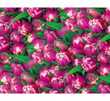 Упаковочная Бумага (5 листов) "Фиолетовые тюльпаны" (70*100 см)