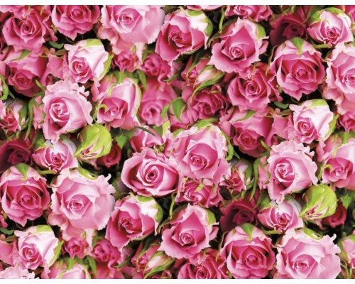 Упаковочная Бумага (5 листов) "Розовые розы" (70*100 см)